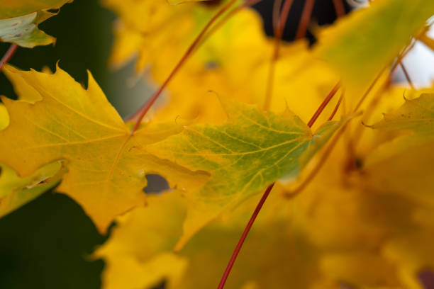 One fall maple leaf on a branch.Macro stock photo