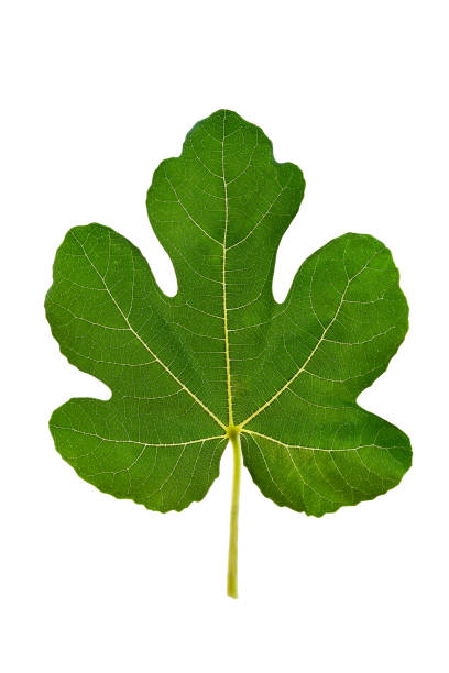 One fig leaf isolated on a white background. Clipping path. stock photo