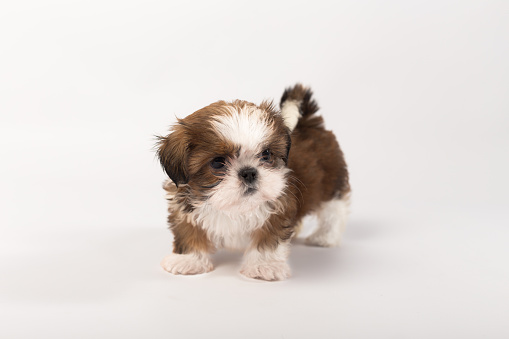 one-funny-shihtzu-puppy-on-the-white-picture-id582271044