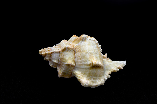 beautiful one Hexaplex trunculus seashell isolated on a black background