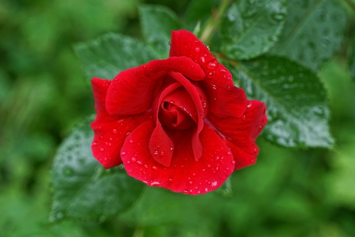 one large bud of a blooming red rose flower in drops of water