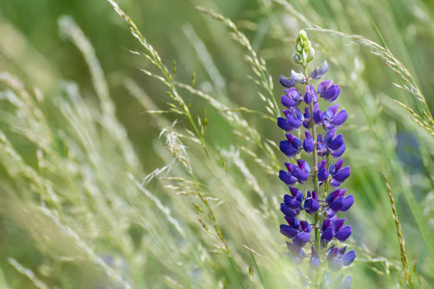 One large-leaved lupine flower and grass spikelets in green meadow detail. Lupinus polyphyllus stock photo