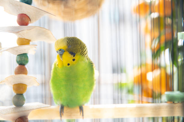 Photo of One lonely budgerigar