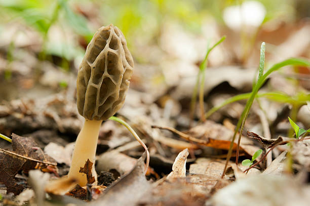 one morel mushroom stock photo