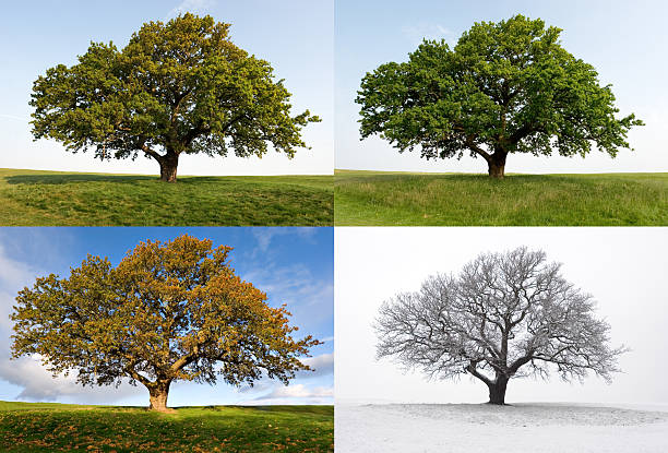 satu pohon ek - empat musim - musim potret stok, foto, & gambar bebas royalti