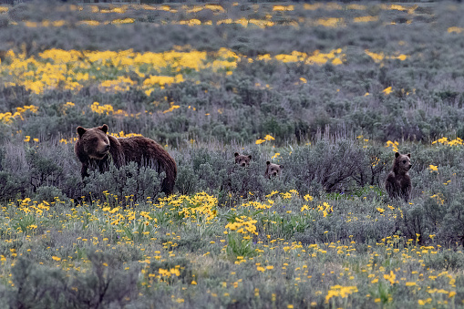 One of four cubs of Grizzly Bear 399 standing among wild flowers, with mother looking back, in Grand Teton National Park in Wyoming, in the United States of America (USA). Nearest town is Jackson Hole, Wyoming and Yellowstone National Park is just north of here. Grizzly bear 399 is the oldest bear in the park. She has given birth to many cubs, this time the highly unusual number of four.