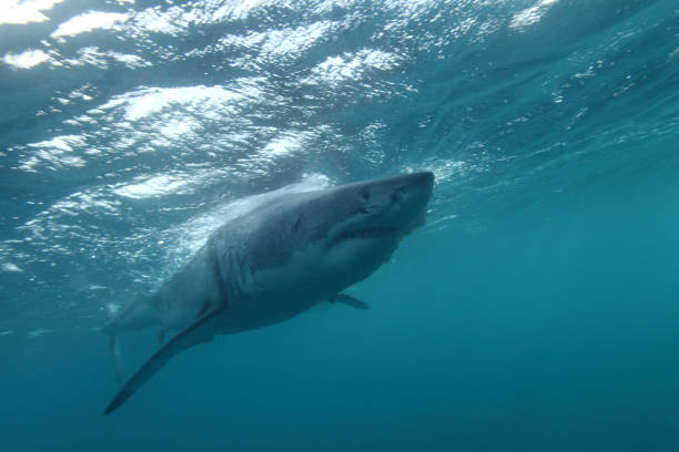 one of the largest great white sharks, Carcharodon carcharias, ever observed, a 5.5 meter female named Jumbo, Neptune Islands, South Australia stock photo