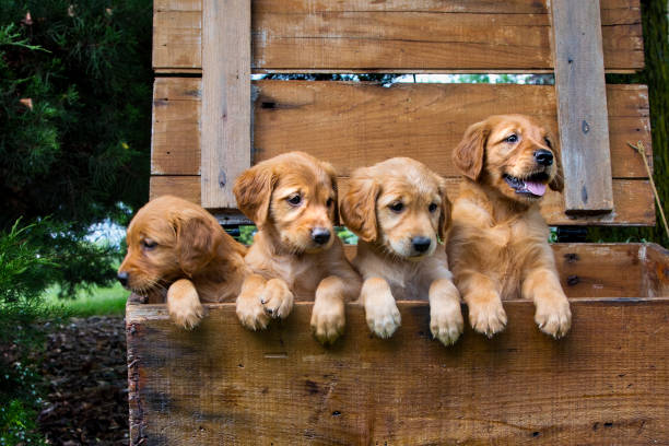 One Pouting Sulking Puppy and Three Content Puppies Four Gold Colored Puppies In a Wooden Box with One Sulking puppy stock pictures, royalty-free photos & images
