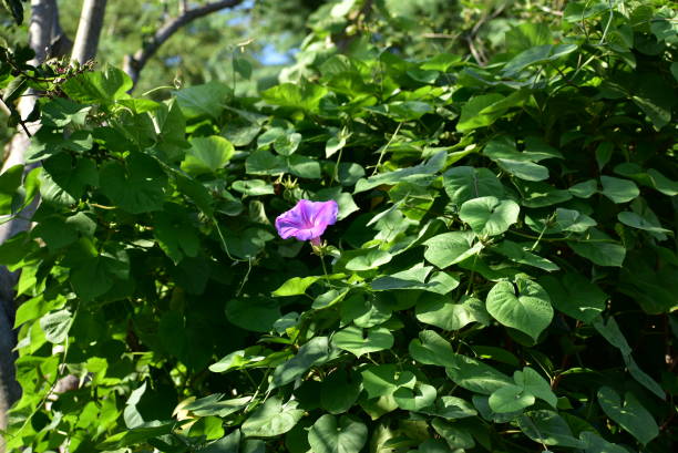 One purple flower and green leaves stock photo