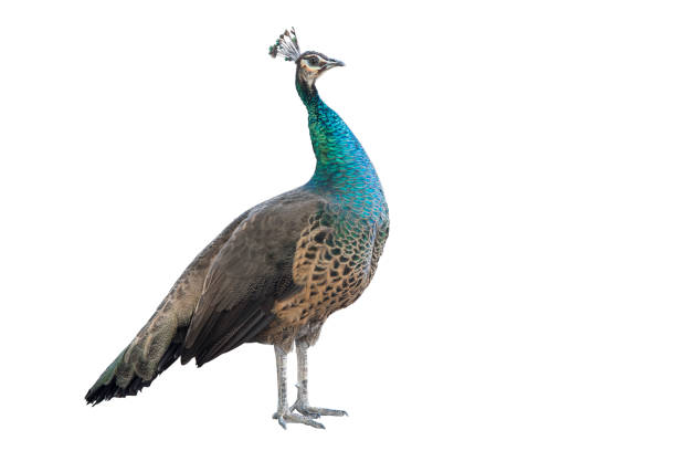 een staande peacock geïsoleerd op een witte achtergrond. uitknippad - peacock back stockfoto's en -beelden
