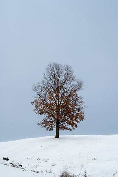 One Tree on Hill stock photo