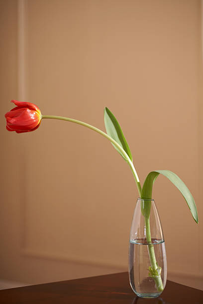 One Tulip stock photo