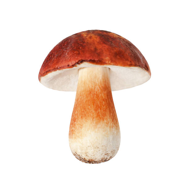 One whole edible mushroom on white background isolated close up, boletus edulis, beautiful brown cap boletus, penny bun, cep, porcino or porcini, fungi, white fungus, forest plant, delicatessen food stock photo