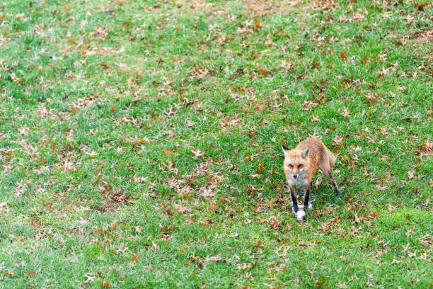 One wild eastern orange red fox in Virginia on grass outside in backyard hunting killing eating dead squirrel and standing on top of it with paws One wild eastern orange red fox in Virginia on grass outside in backyard hunting killing eating dead squirrel and standing on top of it with paws dead squirrel stock pictures, royalty-free photos & images
