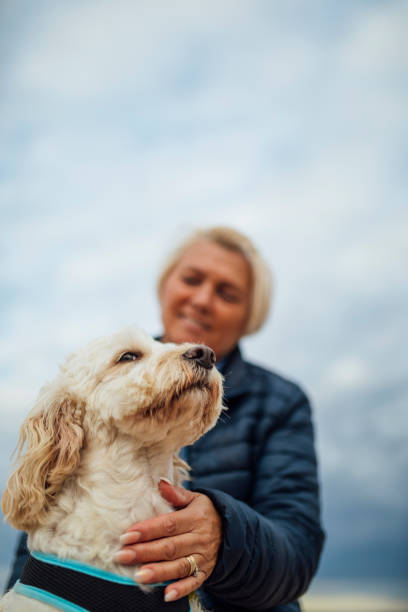 One Woman And Her Dog A mature woman sits with her dog reflecting on the wonderful day he has spent with family. cockapoo stock pictures, royalty-free photos & images