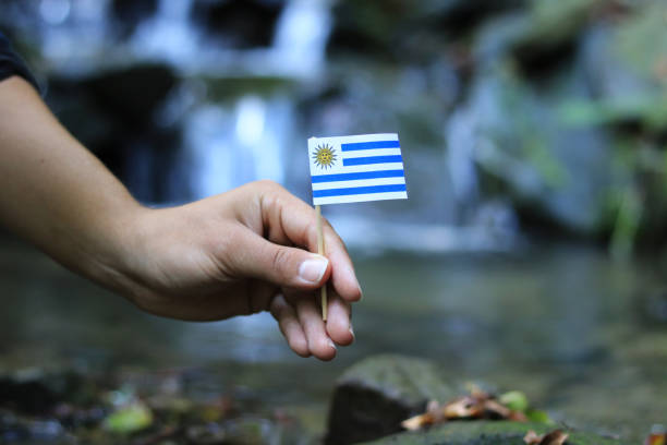 One's hand holds and waves with national flag of Uruguay on wooden stick. State symbol in water and wet environment. Prove of humanity and maturity. Concept of abundance and beauty of nature stock photo