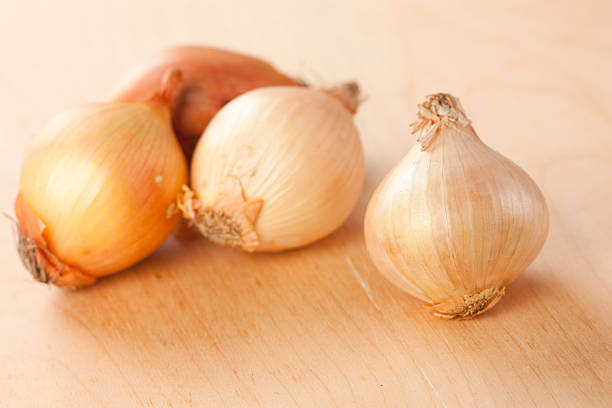 onions stock photo