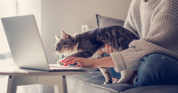 Online work at home, beautiful gray cat sitting on the girl's arms with interest looking into the laptop screen stock photo
