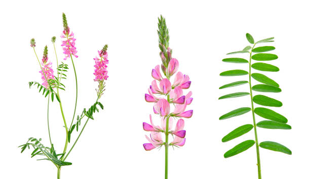 Onobrychis viciifolia, also known as Onobrychis sativa or common sainfoin. Agricultural plant on a white background stock photo