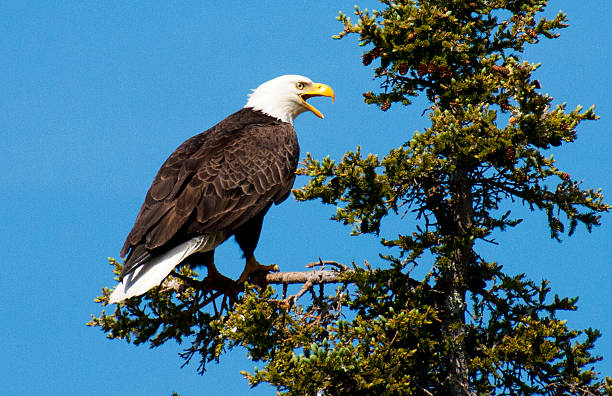 Open Mouth Bald Eagle in Tree stock photo