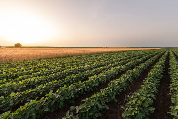 Open soybean field at sunset.Soybean field . stock photo