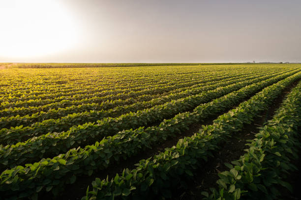 Open soybean field at sunset.Soybean field . stock photo