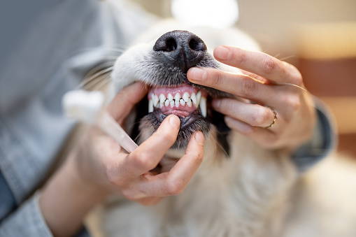 Opening dog's mouse for teeth cleaning, woman cleaning teeth for her pet
