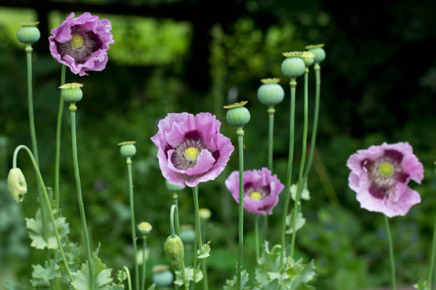 Opium poppy, (Papaver somniferum), flowering plant of the family Papaveraceae stock photo