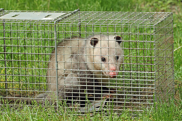 Opossum in a Trap Virginia opossum, Didelphis virginiana, in an animal trap common opossum stock pictures, royalty-free photos & images