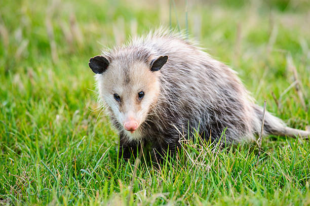 opossum in grass An opossum sitting in grass looking at camera. opossum stock pictures, royalty-free photos & images