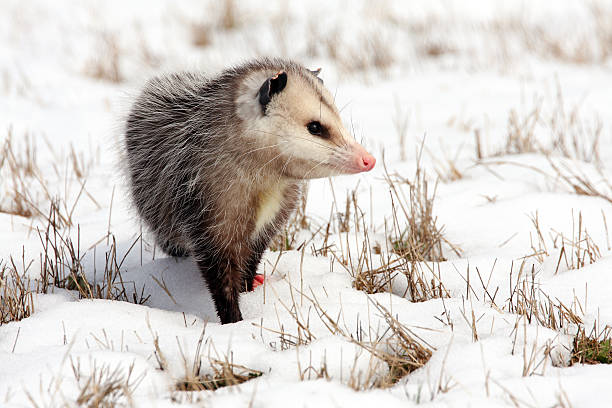 Opossum in snow covered winter field Opossum in snow covered winter field possum stock pictures, royalty-free photos & images