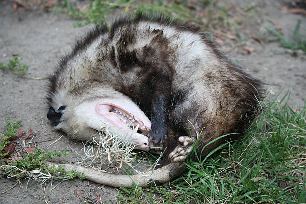 Opossum  possum stock pictures, royalty-free photos & images