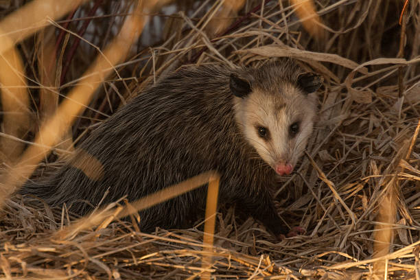 Opossum An opossum in a field.  Swartz Creek, MI, USA. common opossum stock pictures, royalty-free photos & images