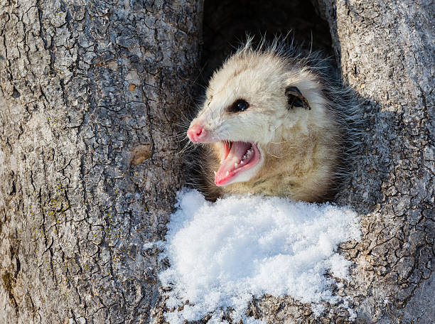 Opossum Virginia Opossum in Winter   common opossum stock pictures, royalty-free photos & images