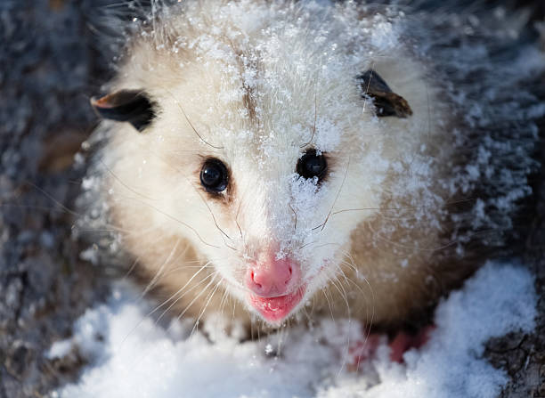 Opossum Virginia Opossum in Winter   common opossum stock pictures, royalty-free photos & images