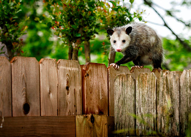 Opossum Common Opossum walking on new backyard fence opossum stock pictures, royalty-free photos & images