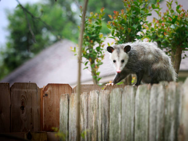 Opossum Common Opossum walking on new backyard fence possum stock pictures, royalty-free photos & images
