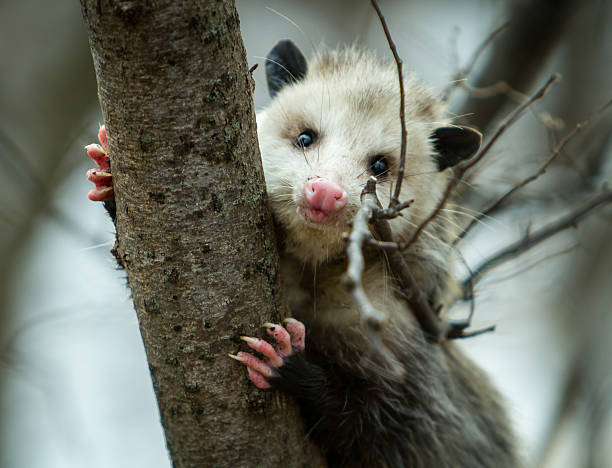 opossum portrait Close up of an opossum in a tree opossum stock pictures, royalty-free photos & images
