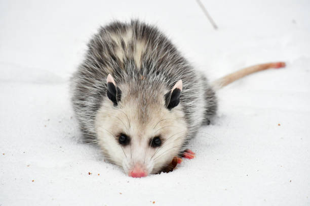 Opossum standoff Face to face with a Virginia opossum in the snow virginia opossum stock pictures, royalty-free photos & images