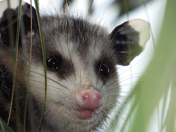 Opossum up close in palm tree Opossum's cute face up close.  common opossum stock pictures, royalty-free photos & images