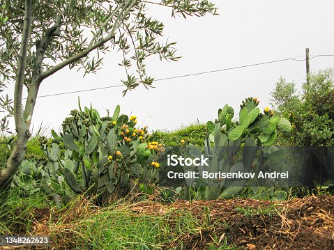 istock Opuntia cactus with fruits. Italia, Calabria, Reggio Calabria cityscape. 1348262623
