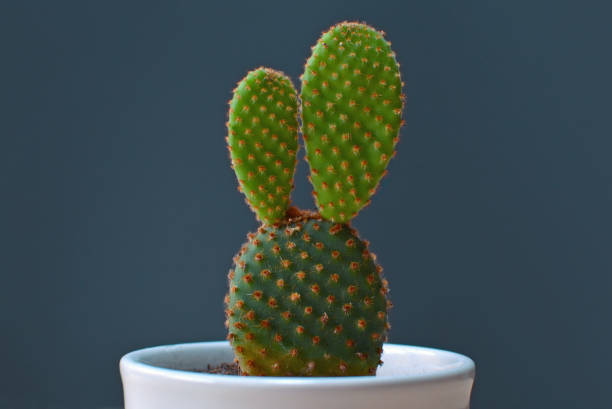 Opuntia microdasys bunny ears cactus Small Opuntia microdasys bunny ears cactus in a white pot in front of dark blue background Bunny Ear Cactus stock pictures, royalty-free photos & images
