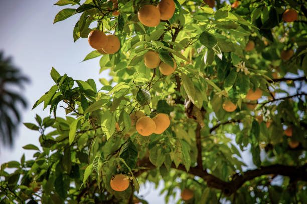 orangen- und zitronenbaum mit früchten an den zweigen, andalusien, spanien. sevilla. - romrodinka stock-fotos und bilder