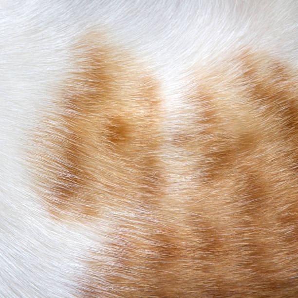 Orange and white cat fur texture, can used for background stock photo