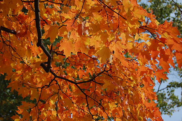 Orange Autumn Leaves stock photo