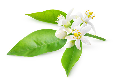 Orange Blossoms On A Branch Stock Photo - Download Image Now - iStock