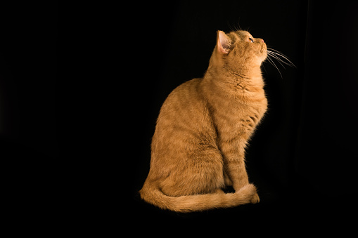 Orange Cat Breeds British Shorthair Stock Photo Download Image