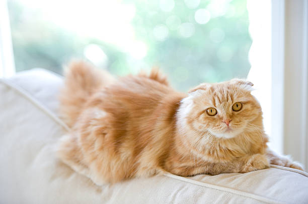 Orange Cat On A White Couch A picture of a Scottish Fold laying on a white couch in front of the window. scottish fold cat stock pictures, royalty-free photos & images