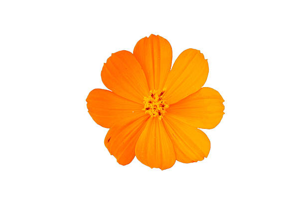 Orange Cosmos Flower stock photo