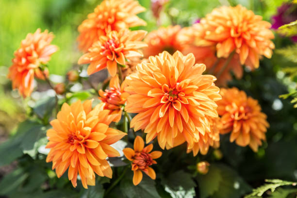 Orange dahlia flowers Orange dahlia flowers on flowerbed in garden dahlia stock pictures, royalty-free photos & images